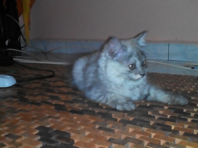 Baby Ivy Luminia - Persian Cat