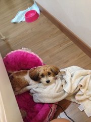 Shoodle/shihpoo - Mixed Breed Dog