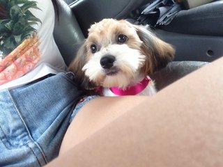 Shoodle/shihpoo - Mixed Breed Dog