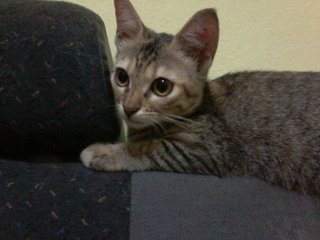 Kakak - Domestic Medium Hair Cat