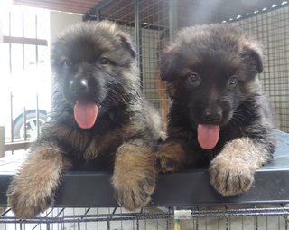 German Shepherd Puppies - German Shepherd Dog Dog