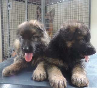 German Shepherd Puppies - German Shepherd Dog Dog