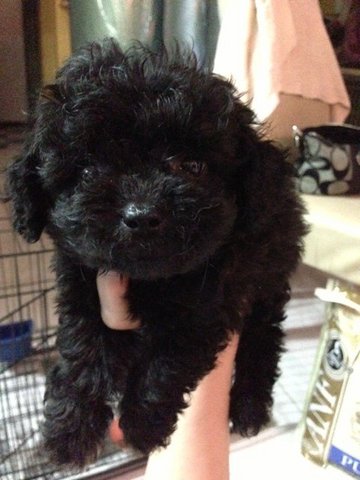 Black Poodle - Poodle Dog