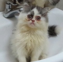 Cutie - Persian Cat