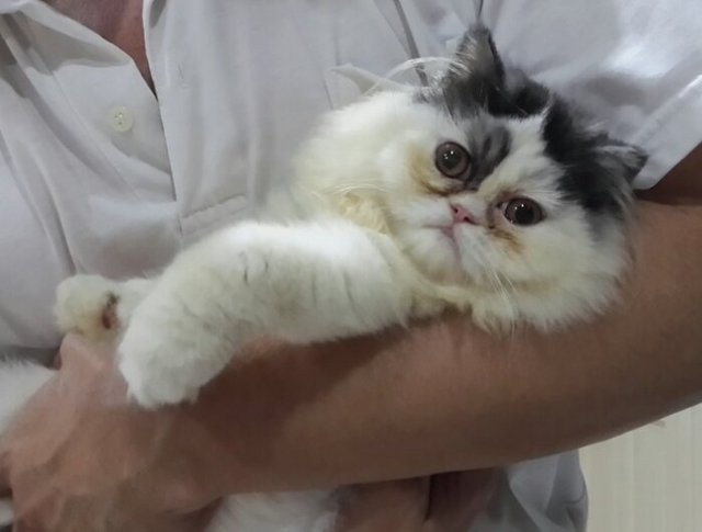 Cutie - Persian Cat