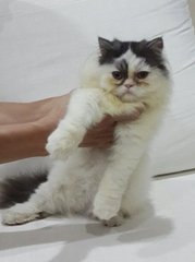 Cutie - Persian Cat