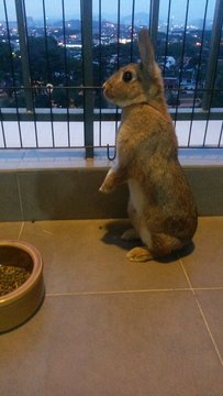 Furrball - Dwarf Rabbit