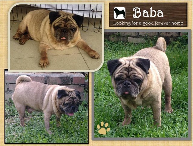 Baba - Pug Dog