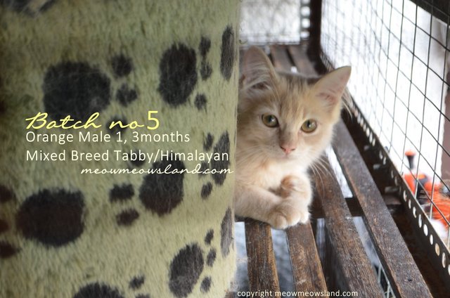 Orange Kittens Mixed Breed  - Tabby + Himalayan Cat