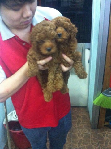 Poodle Red Color - Poodle Dog