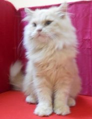 Semi Flat Persian (Simba) - Persian Cat