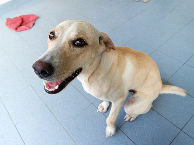 Holly - Mixed Breed Dog