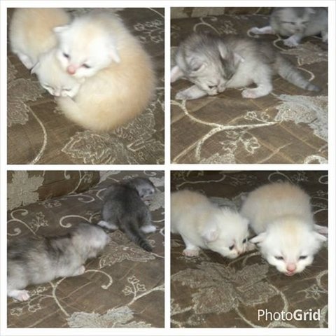 4 Kittens  - Domestic Long Hair Cat