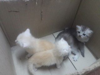 4 Kittens  - Domestic Long Hair Cat