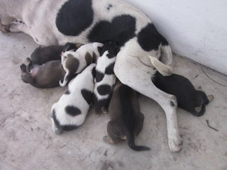 7 puppies