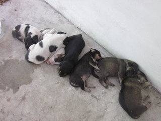 7 puppies