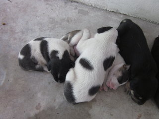 3 white with black patch