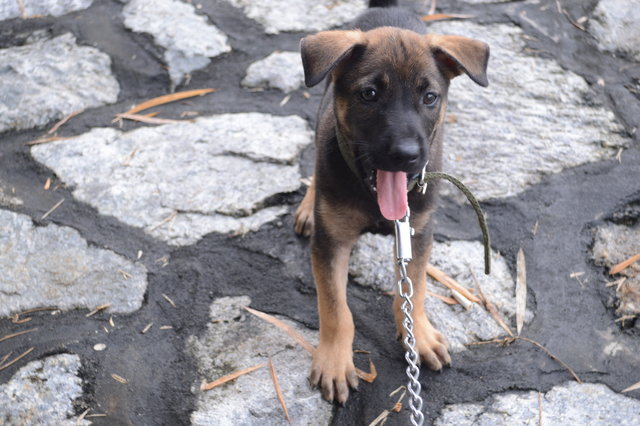 Risky, Rocket &amp; Rollo - German Shepherd Dog Mix Dog