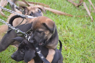 Risky, Rocket &amp; Rollo - German Shepherd Dog Mix Dog