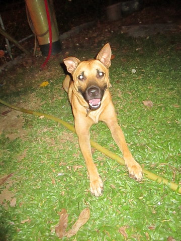 Scooby Dooby Doo - German Shepherd Dog Mix Dog