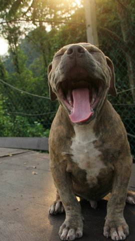 Am Bully - American Bulldog Dog