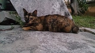 Faun - Tortoiseshell Cat