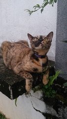 Faun - Tortoiseshell Cat