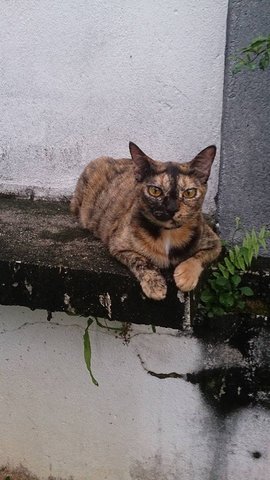 Faun - Tortoiseshell Cat