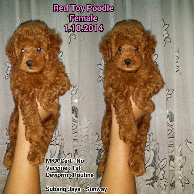 Red Toy Poodle - Poodle Dog