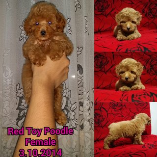 Red Toy poodle 2