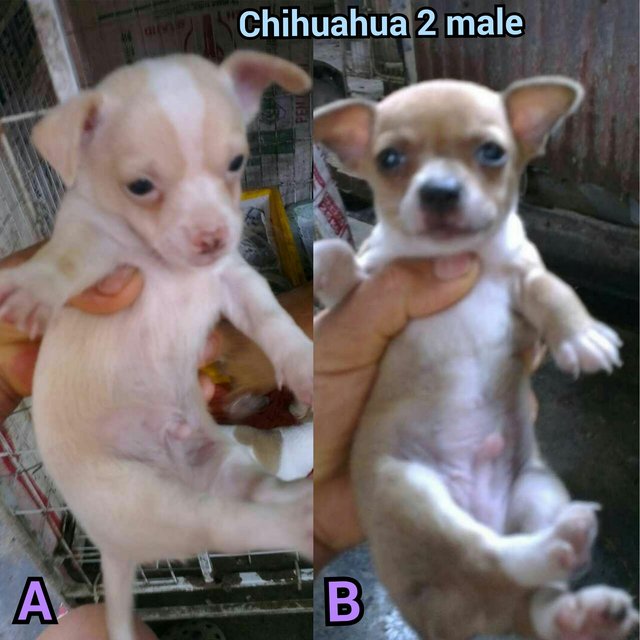 Chihuahua - Chihuahua Dog