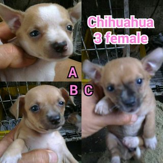 Chihuahua - Chihuahua Dog