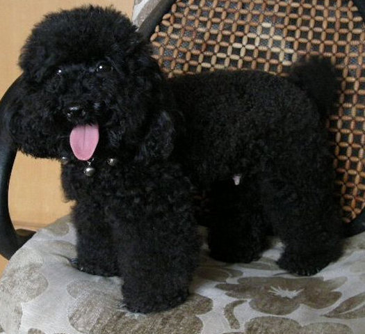 Black Color Adult Poodle  - Poodle Dog