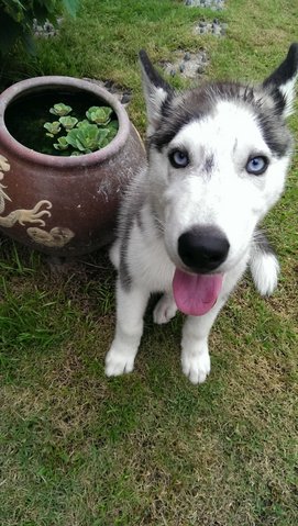 Oscar - Siberian Husky Dog