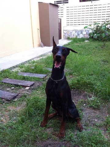 Doberman - Doberman Pinscher Dog