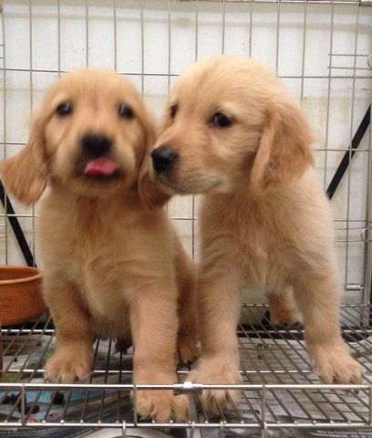 Golden Retriever - Cream Colour, Bi - Golden Retriever Dog