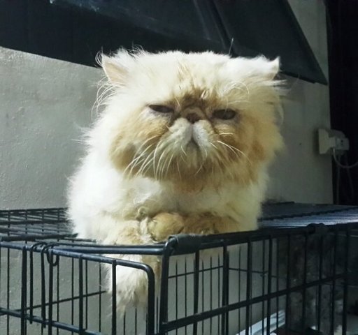 Romeo - Persian Cat