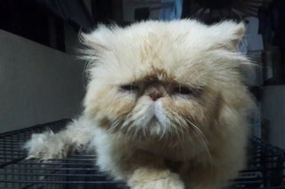 Romeo - Persian Cat