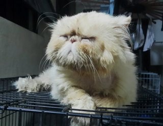 Romeo - Persian Cat