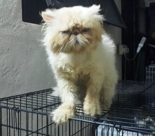 Romeo - Persian Cat