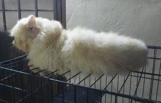 Romeo - Persian Cat