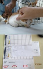 Mr Fiesty Meow's first vaccination on 18/10/2014 at a cost of RM45.