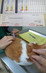 Mr Fiesty Meow's booster vaccination on 15/11/2014 at a cost of RM45.