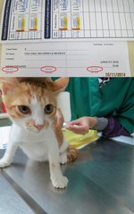 Mr Stripey's booster vaccination on 15 November 2014 at a cost of RM50