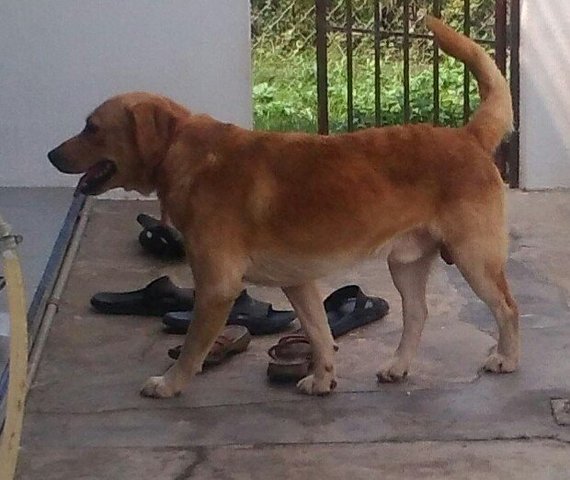 Labrador / Golden Retriever - Labrador Retriever Dog