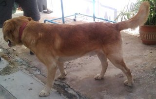 Labrador / Golden Retriever - Labrador Retriever Dog