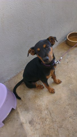 Zozo - Doberman Pinscher Mix Dog