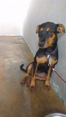 Zozo - Doberman Pinscher Mix Dog