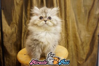 Semi Flat Persian Kitten Red Blue  - Persian Cat