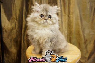 Semi Flat Persian Kitten Red Blue  - Persian Cat